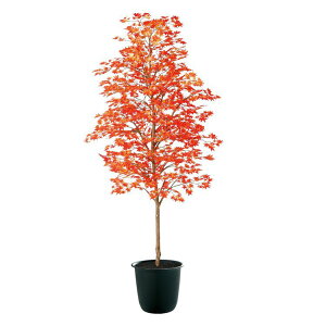 tFCNO[ ϗtA tFCN lHϗtA ^ G} lH^ }~W g 180cm A  G} CTG} CeA