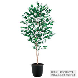 楽天市場 開店祝い 胡蝶蘭 種類 植物 ハナミズキ 花 ガーデン Diy の通販