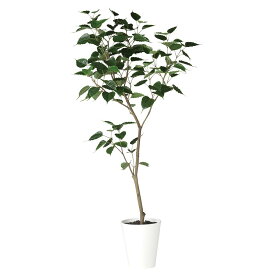 楽天市場 観葉植物 インドボダイジュの通販