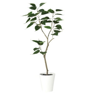 tFCNO[ ϗtA tFCN lHϗtA ^ G} lH G} ^ Ch{_CW FST 120cm A  tBJX O[ CeA  CTG} j