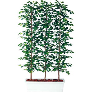 目隠し 木 おしゃれ 観葉植物の人気商品 通販 価格比較 価格 Com