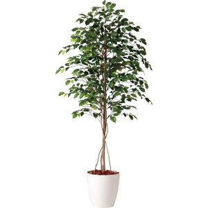 tFCNO[ ϗtA tFCN lHϗtA ^ G}  ^ tBbJXxW~i (xW~) 180cm A lHG} CTG} CeA