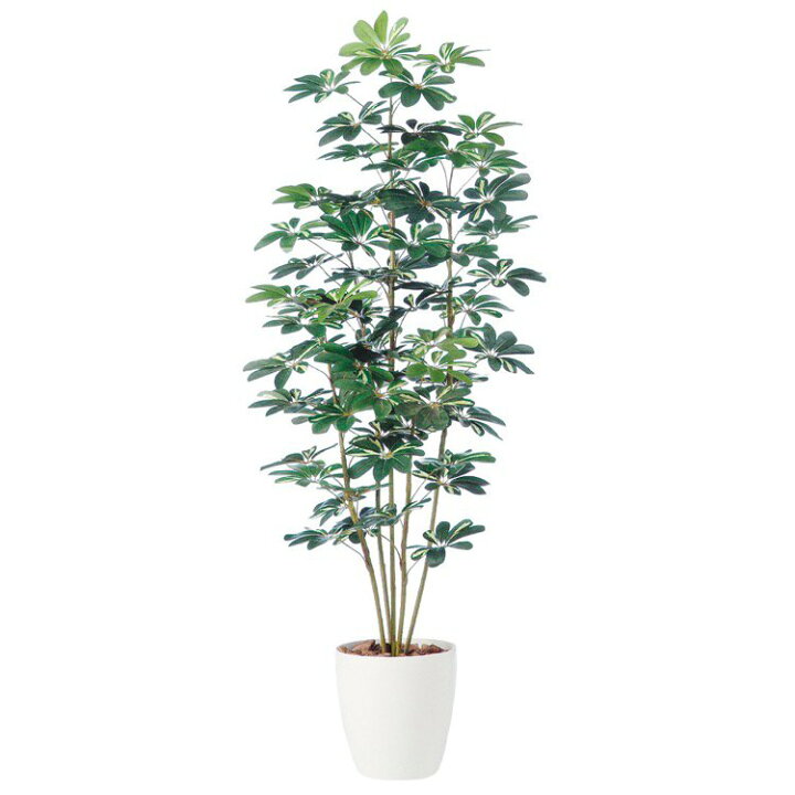 楽天市場 シェフレラ カポック 斑入り 180cm フェイクグリーン 大型 鉢植 造花 人工観葉植物 光触媒 Ct触媒 消臭 抗菌 インテリア 花言葉 とても真面目 実直 フェイクグリーンの神戸花物語
