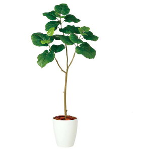 tFCNO[ ϗtA tFCN lHϗtA ^ G}  Ex[^ FST 120cm A lH^ G} CTG} CeA