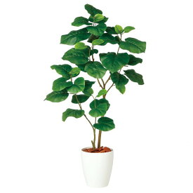 楽天市場 ウンベラータの通販