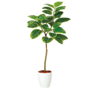 tFCNO[ ϗtA tFCN lHϗtA ^ G} lH AeV} FST (AeB[V} Ae[V}) 120cm A  ^ G} CTG} CeA