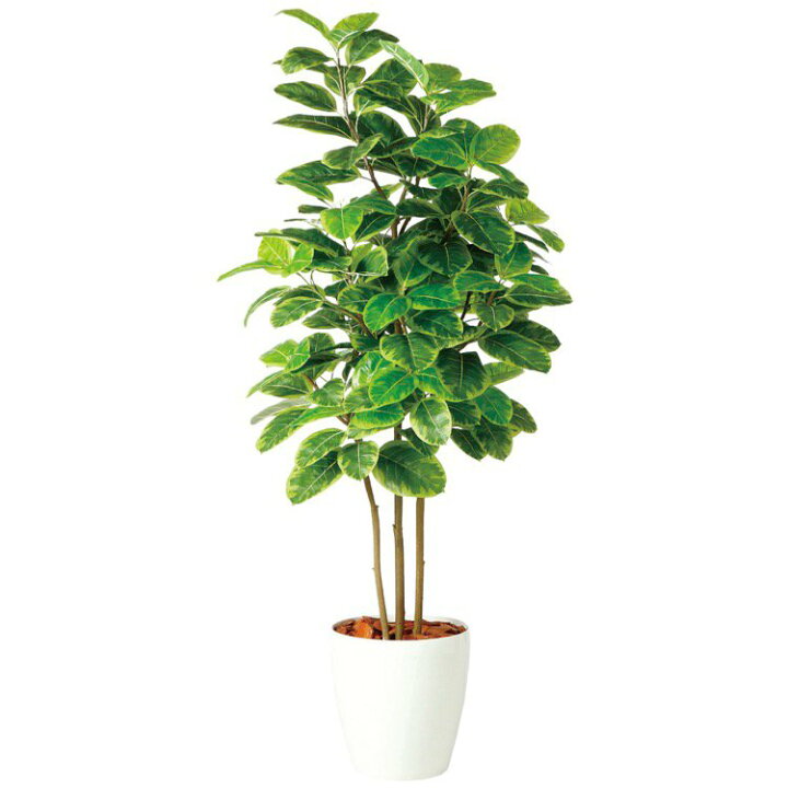 楽天市場 人工観葉植物 大型 アルテシマ株立 Fst アルティーシマ アルテーシマ 0cm 鉢植 観葉植物 造花 フェイクグリーン インテリア フェイクグリーンの神戸花物語