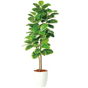 tFCNO[ ϗtA tFCN lHϗtA ^ G} AeV} FST (AeB[V} Ae[V}) 150cm A lH^  G} CTG} CeA