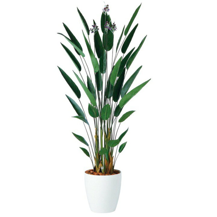 楽天市場】【メーカー直送】 フェイクグリーン 大型 カンナ 200cm 鉢植 