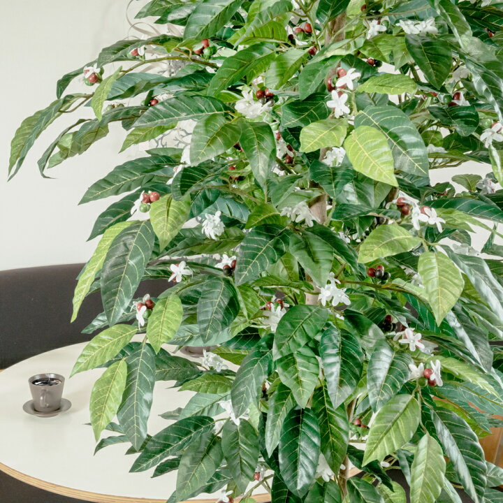楽天市場 コーヒーデュアル コーヒーの木 180cm Mサイズ 鉢植 大型 フェイクグリーン 人工観葉植物 造花 光触媒 Ct触媒 インテリア カフェ 花言葉 一緒に休みましょう Nnf フェイクグリーンの神戸花物語