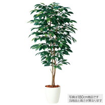 楽天市場】フェイクグリーン（種類（植物）コーヒーの木）の通販