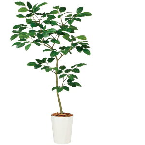 tFCNO[ ϗtA tFCN lHϗtA ^ G} xK{_CW FST 150cm A  ^ lHG} CTG} CeA