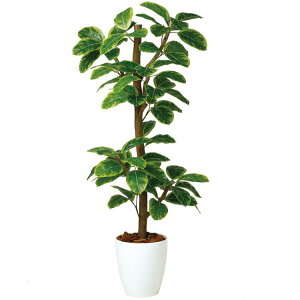 tFCNO[ ϗtA tFCN lHϗtA ^ G} lH AeV} N-style (AeB[V} Ae[V}) 150cm A ^  G} CTG} CeA