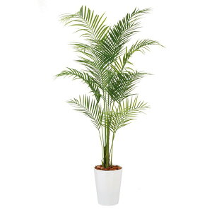 y[J[z ϗtA  ^ AJV PE (AJp[) 200cm A tFCNO[ lHϗtA CeA ysz