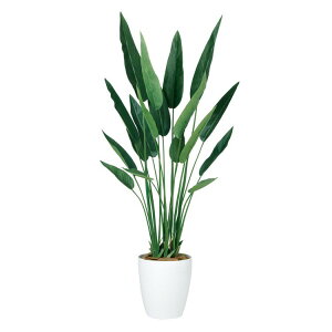 tFCNO[ ϗtA tFCN lHϗtA ^ G} Xg`AEMl (Xg`A) 140cm A lH^  G} CTG} CeA