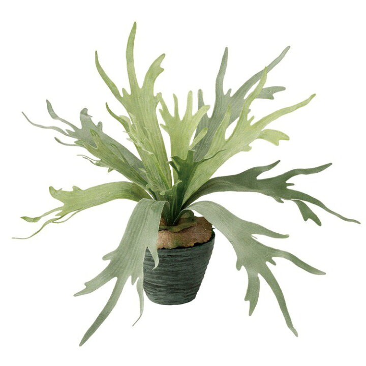 楽天市場 フェイクグリーン コウモリラン 50cm 鉢植 観葉植物 造花 人工観葉植物 光触媒 Ct触媒 インテリア フェイクグリーンの神戸 花物語
