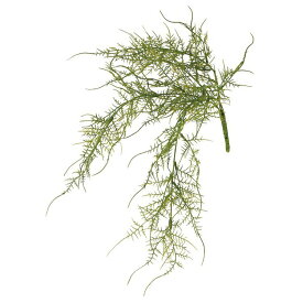 楽天市場 アスパラガス 観葉植物の通販