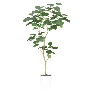 tFCNO[ ϗtA tFCN lHϗtA ^ G}  ^ HQ Ex[^ FST 180cm A lHG} CTG} CeA