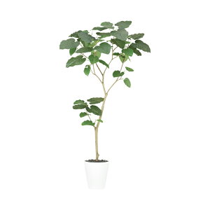 tFCNO[ ϗtA tFCN lHϗtA ^ G}  ^ HQ Ex[^ FST 150cm A lHG} CTG} CeA