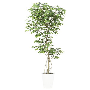 tFCNO[ ϗtA tFCN lHϗtA ^ G} lHxW~ FST 180cm A  A G} CTG} CeA fBXvC