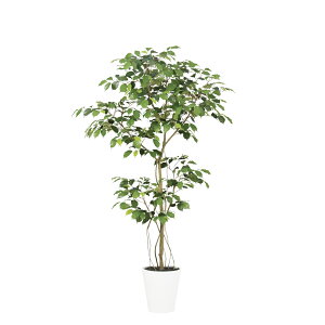 tFCNO[ ϗtA tFCN lHϗtA ^ G} lHxW~ FST 150cm A  A G} CTG} CeA fBXvC