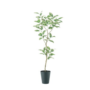 tFCNO[ ϗtA tFCN lHϗtA ^ G} lHfRgJ[ FST 180cm A  A G} CTG} CeA fBXvC