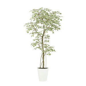 tFCNO[ ϗtA tFCN lHϗtA ^ G} lHX^[Cg FST 180cm A  A G} CTG} CeA fBXvC