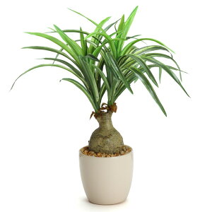 L~jmi|bg 픫 tFCNO[ lHϗtA  G} tFCN O[ CeA  CTG} j[fd]