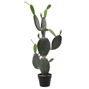 観葉植物 サボテン 大型の人気商品 通販 価格比較 価格 Com