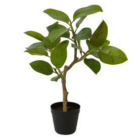 楽天市場 フィカス ソフィアの通販