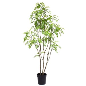 観葉植物 シマトネリコ 光触媒の人気商品 通販 価格比較 価格 Com 観葉植物 シマトネリコ 光触媒の人気商品 通販 価格比較 価格 Com