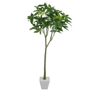 tFCNO[ ϗtA tFCN lHϗtA ^ G} ^  pL|bg O[ 142cm 픫t A lHG} CeA  CTG} j