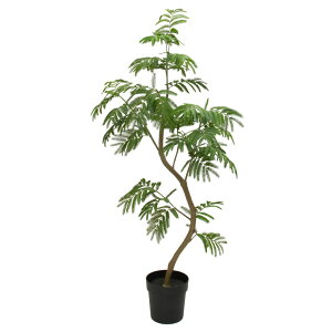 tFCNO[ ϗtA tFCN lHϗtA ^ G} ^  cCXgGo[tbV|bg O[ 148cm A lHG} CeA  CTG}