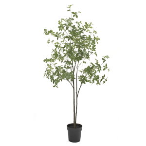 tFCNO[ ϗtA tFCN lHϗtA ^ G} hE_ ccW|bg 175cm ǂ V lH ^ lH A  CeA lHG} fBXvC