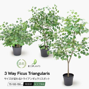 tFCNO[ ϗtA tFCN lHϗtA ^ G} n[g̖ tBJX gCAMX |bg ς3 WAY 70`150cm lH ^ lH A  CeA lH