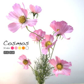 楽天市場 造花 コスモスの通販