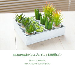 ミニサボテンアソートセット(光触媒より優れたCT触媒/SC触媒/インテリア/お祝い)【フェイクグリーン観葉植物人工】