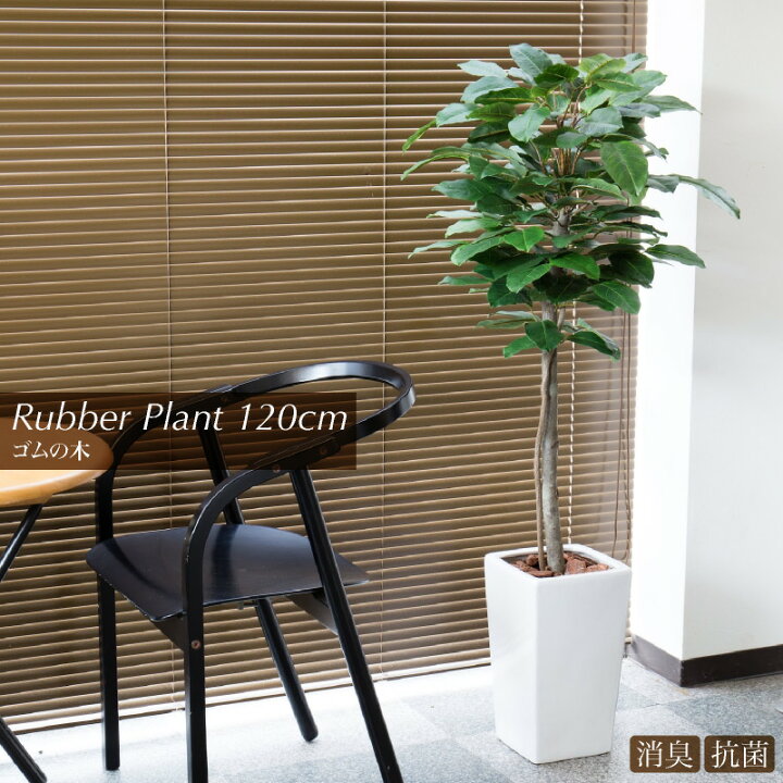 楽天市場 人工観葉植物 リアル フェイクグリーン 観葉植物 造花 光触媒 大型 ゴムの木 1cm ラバープラント鉢植 インテリア おしゃれ フェイク グリーン Ct触媒 消臭 抗菌 お祝い フェイクグリーンの神戸花物語