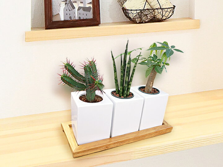 楽天市場 おしゃれ 植木鉢 3個セット 木台付き 室内 ハイドロカルチャー 穴無し 多肉植物 白 モダン 陶器 鉢カバー 四角 観葉植物 インテリア プランター フラワーポット アウトレット込 おしゃれ食器と雑貨のk Sキッチン 楽天市場 おしゃれ 植木鉢 3個セット 木台付き 室内 ハイドロカルチャー 穴無し 多肉植物 白 モダン 陶器 鉢カバー 四角 観葉植物 インテリア プランター フラワーポット アウトレット込 おしゃれ食器と雑貨のk Sキッチン