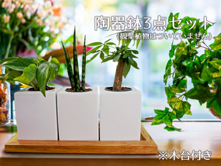 楽天市場 おしゃれ 植木鉢 3個セット 木台付き 室内 ハイドロカルチャー 穴無し 多肉植物 白 モダン 陶器 鉢カバー 四角 観葉植物 インテリア プランター フラワーポット アウトレット込 おしゃれ食器と雑貨のk Sキッチン