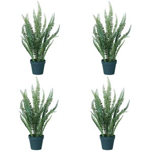 観葉植物 シダ植物の人気商品 通販 価格比較 価格 Com
