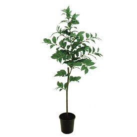 楽天市場 160cm 種類 植物 コーヒーの木 花 ガーデン Diy の通販