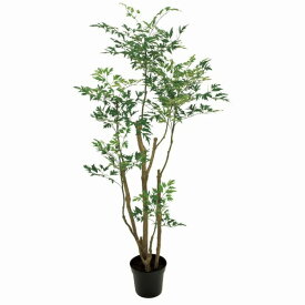 楽天市場 沖縄 観葉植物 種類 植物 ポリシャス の通販 楽天市場 沖縄 観葉植物 種類 植物 ポリシャス の通販