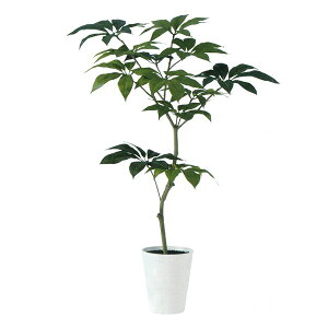 観葉植物 ツピダンサスの人気商品 通販 価格比較 価格 Com