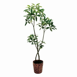 観葉植物 Mmgfの人気商品 通販 価格比較 価格 Com