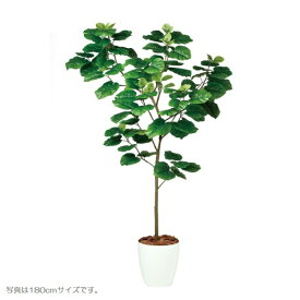 人工観葉植物 ウンベラータ FST 120cm 高さ120cm （P208-dt98917) （代引き不可） インテリアグリーン フェイクグリーン