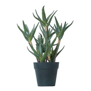 lHϗtA AGL_` |bg 44i1j991060 A A^̏uTCY CeA tFCNO[  POT SUCCULENT ip101j