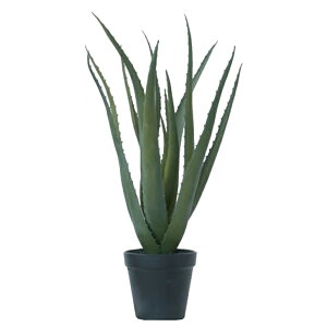 lHϗtA AGx |bg 48i1j991081 A A^̏uTCY CeA tFCNO[  POT SUCCULENT ip101j