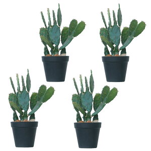 lHϗtA E`T{e |bg 31i4j991100 T{e A^̏uTCY CeA tFCNO[  CACTUS ip109j
