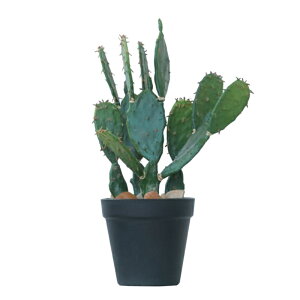 lHϗtA E`T{e |bg 31i1j991101 T{e A^̏uTCY CeA tFCNO[  CACTUS ip109j